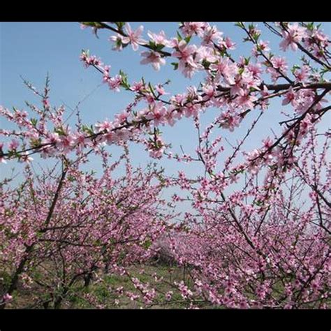 如何避免爛桃花|居家風水｜想遠離爛桃花？10個風水禁忌助你提升桃花 